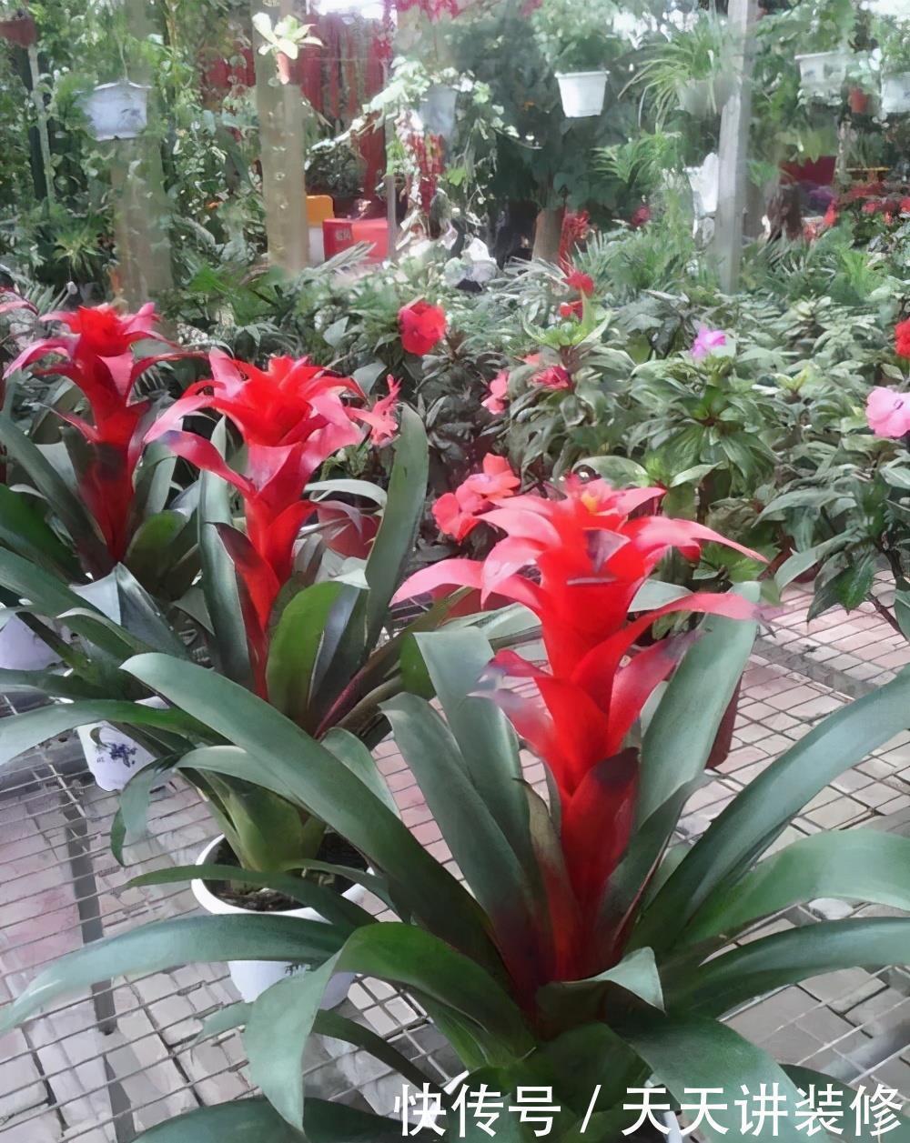 光照|3种“耐阴花”,适合北阳台,不见太阳也能开花,四季轮流开不断