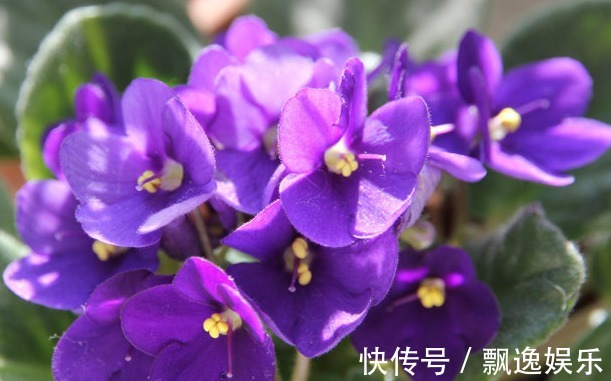 月季|一种花，“叶片”插土即活，2周就生根，比月季更好养，花开四季