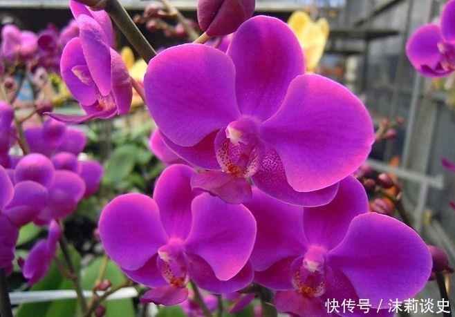 适合养在阳台的花卉,花开香飘溢满屋,阳台变温馨花园