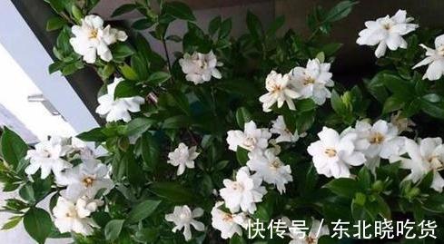 栀子花什么时候开,栀子花这样养一年开花两次,开的花又大又多