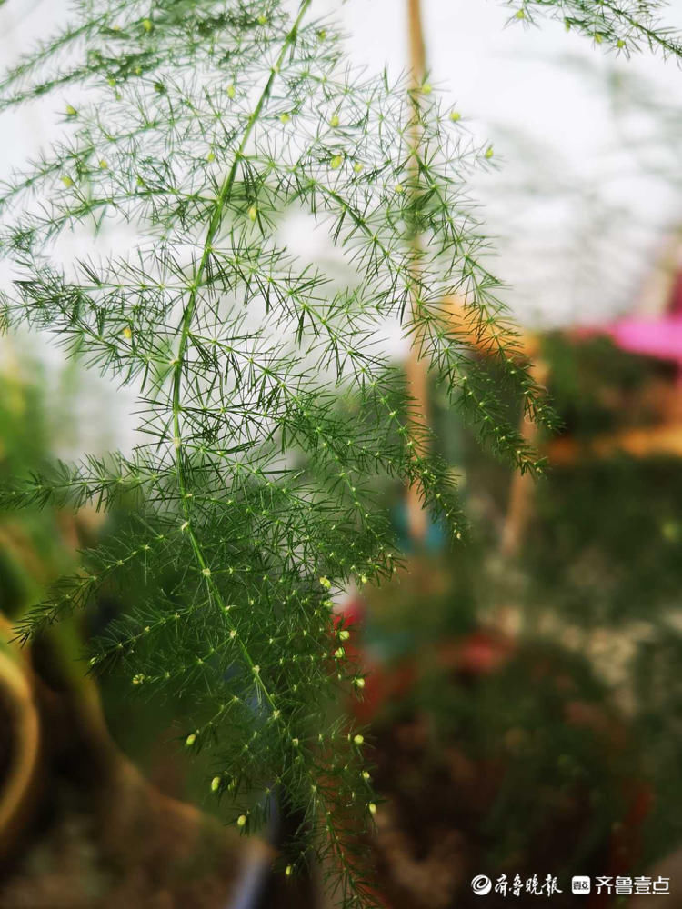 文竹开花见过吗？密密麻麻小黄花点缀枝头，别有一番韵味|情报站| 齐鲁晚报