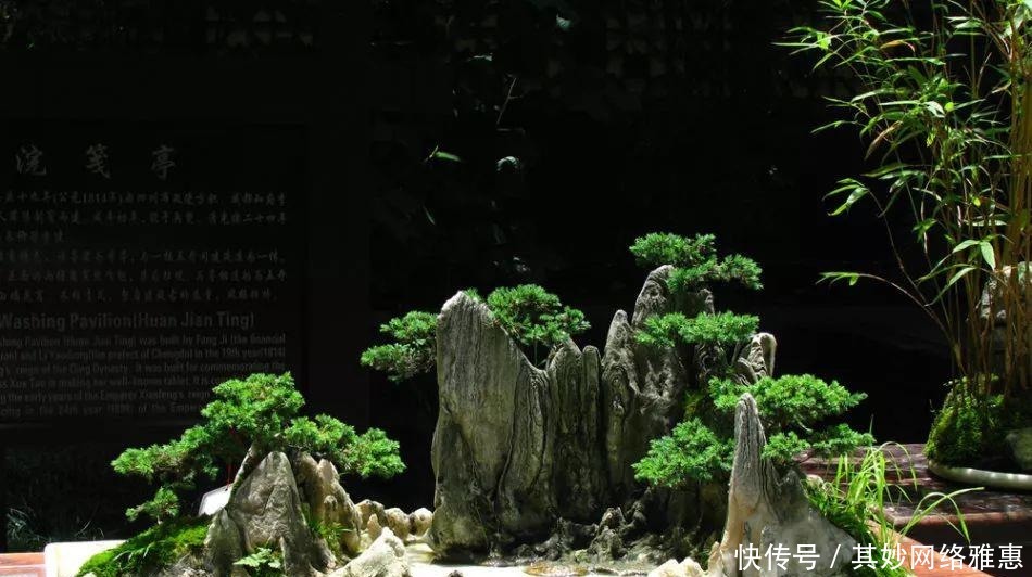 花友|大爷用石头来养花,越养越值钱,有人出1000块也不卖!
