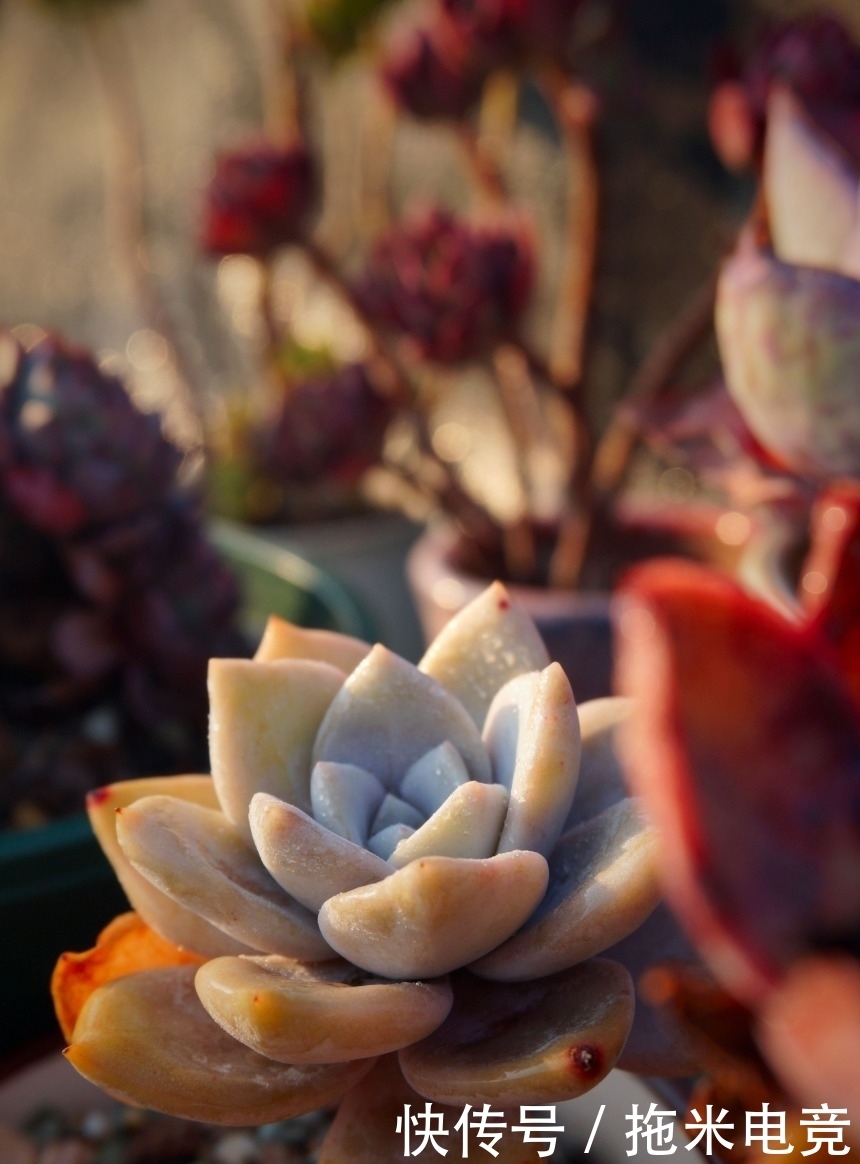 春天,去天台赏肉