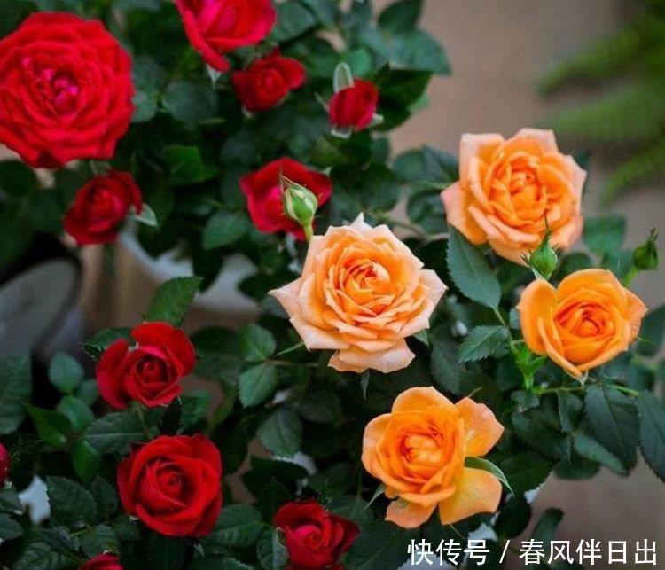 好运来|4种“女神花”,名字好听花更美,开花“红又旺”,好运来!