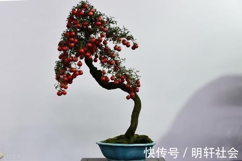买盆景学问大,栽种环境、合适的树种,都要考虑周到,莫“踩坑”