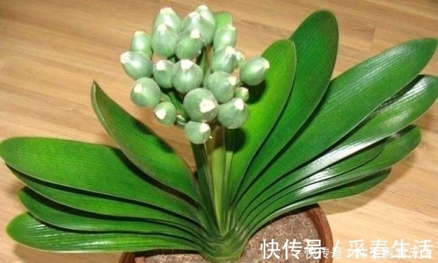 蓖麻子|教你一招让君子兰蹭蹭长，一年长两三对叶子！