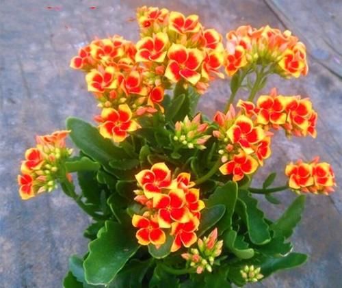 六种花卉能自动生根，插到土里就活，养护简单插扦更容易