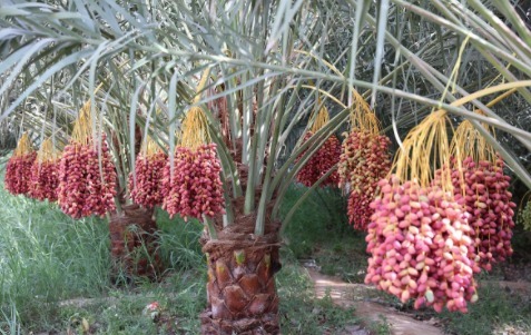 助产|女性每天当零食吃两个,排毒养颜,助产下奶,增强抵抗力