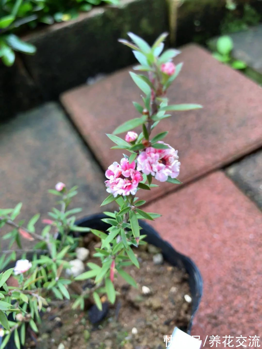 松红梅|松红梅能花开半年，花叶清香，但你家真的适合养吗？