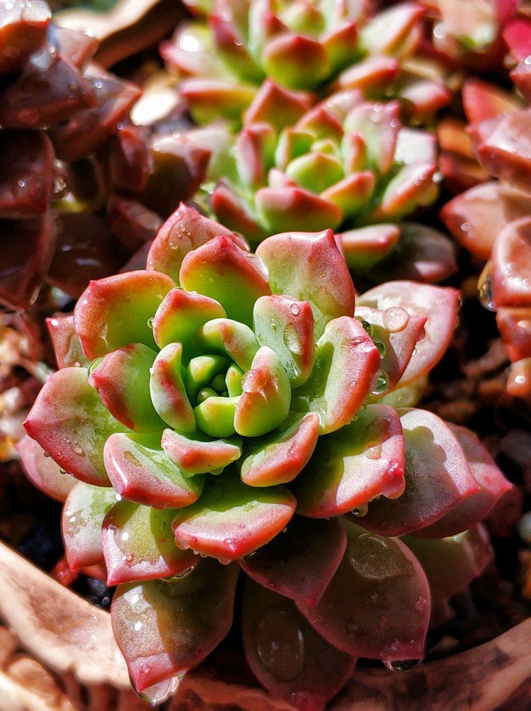 成长|与多肉一起走过的日子,见证多肉的成长过程!