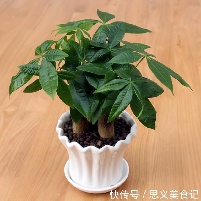 食醋|别用这4样水浇花，不然养什么植物都得浇一盆死一盆