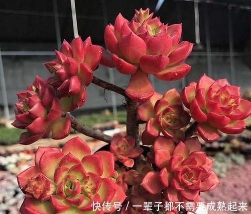 多肉蒂亚穿裙子长得丑?做好这件事,由绿变红,养成小老桩!