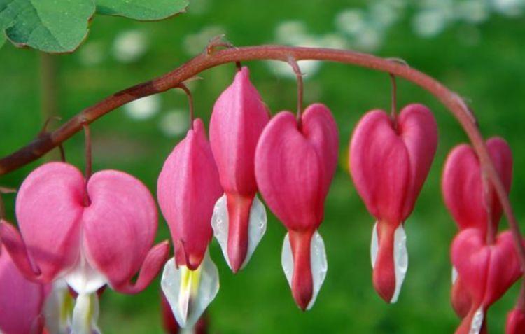 4种花好养又漂亮，随便一养成花海，鲜艳无比，开成百花园