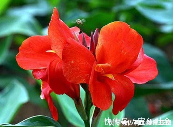 冬青树|养花就养这几款,全年开花不停,养成一片花海新手也能养活