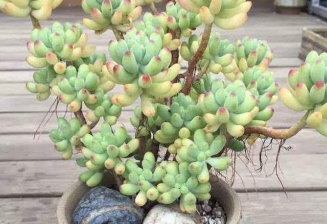 多肉植物长出“小胡须”，表示植株“不健康”，花友们要明白！