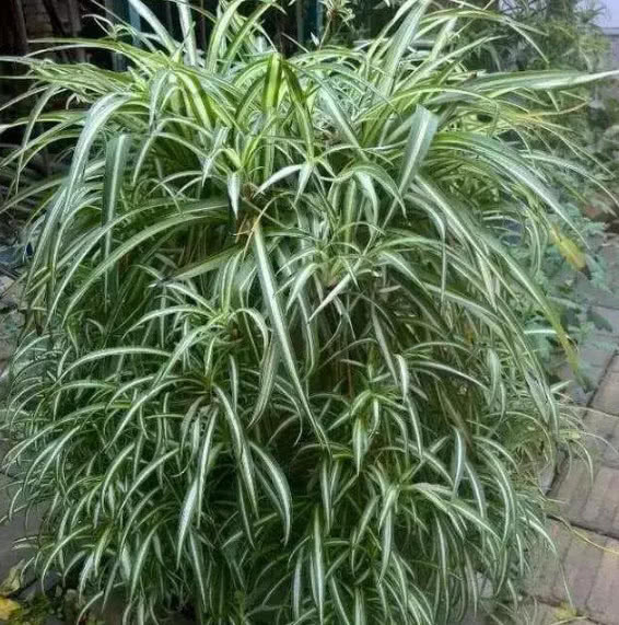 吊兰|吊兰长的慢还瘦做好关键几点,叶子又肥又绿蹭蹭长,爆成绿瀑布