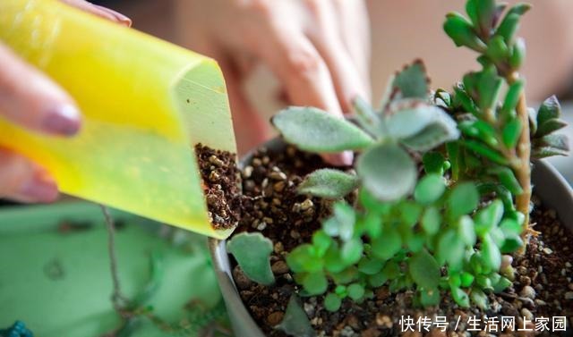 6种人“不适合”养花,买了花也“活不久”,浪费钱!