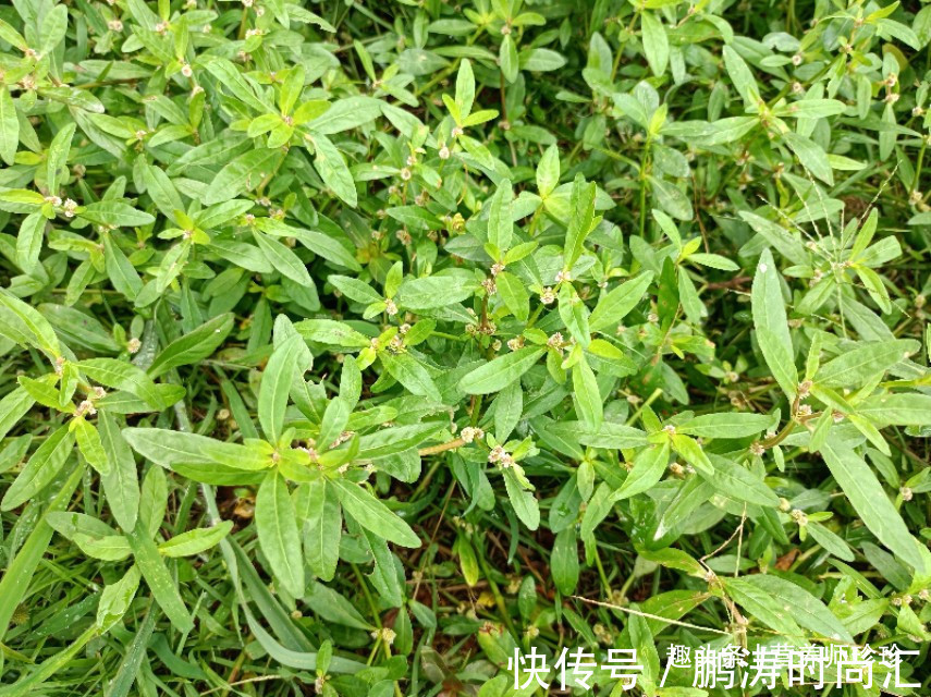 白发|花开像莲蓬,茎内全是墨水,能使白发变黑发,可惜很多人不认识