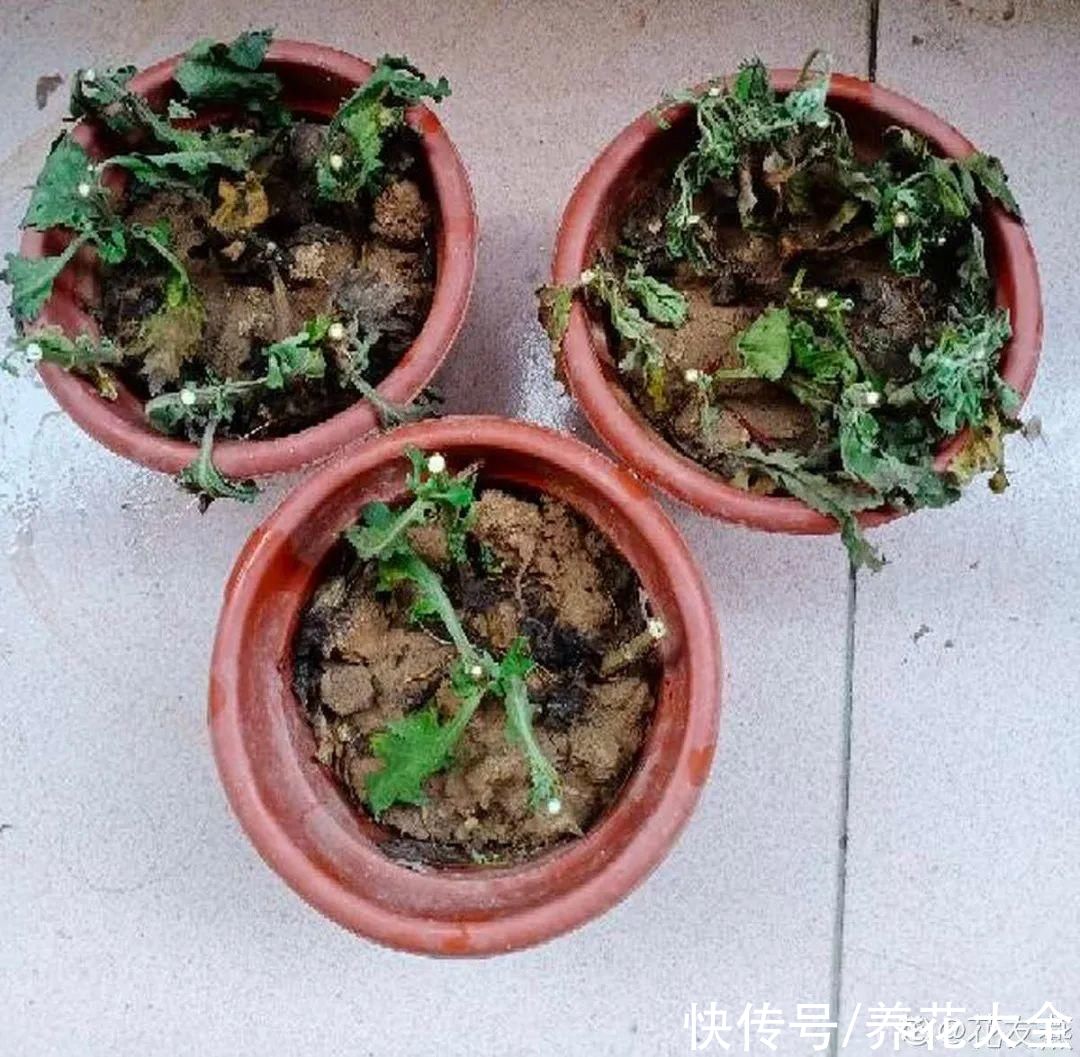 过完年，垃圾桶周围多了不少花，又要开始捡破烂儿了