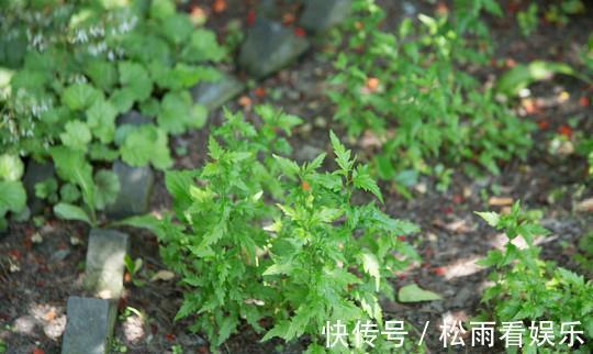 三叶芹|农村最香的6种野菜,营养高口感好,却常被当杂草除掉,可惜了!
