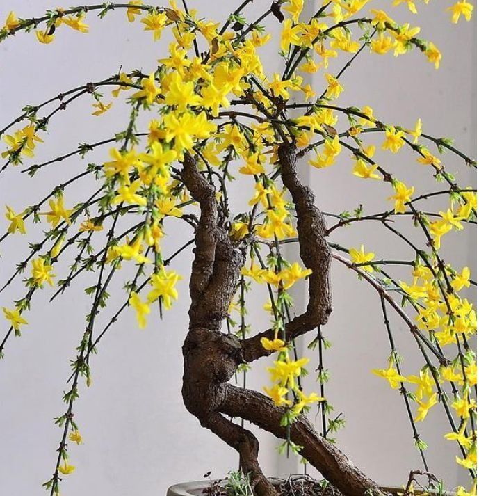 这些花朵超能开,现在入手照样能开爆盆,花朵美观又大气