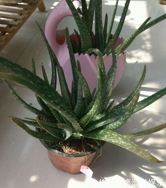 芦荟|家中的芦荟出现卷叶，对症下药，叶子才会“膨胀”起来！