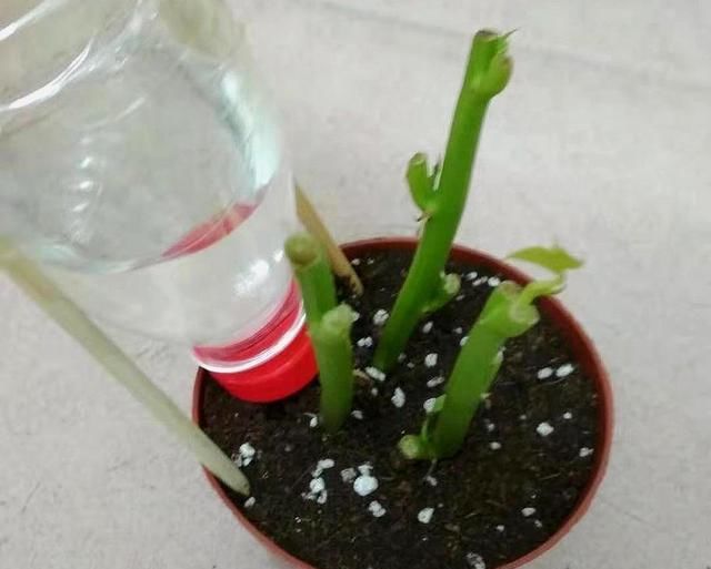 一个小小矿泉水瓶，不但能种花，还可以做扦插，用途原来这么多