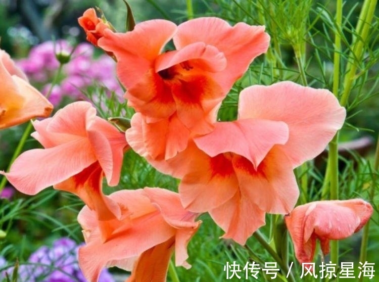 4种漂亮花,好养易活能爆盆,招财纳福好运来,日子越过越红火