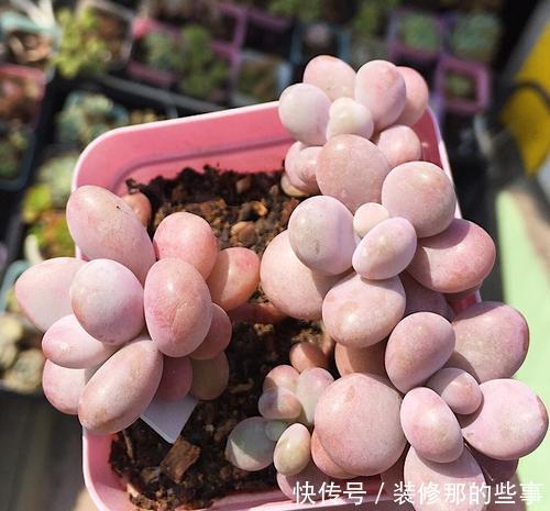 叶片|冬天养多肉桃蛋,掌握3个爆盆小技巧,粉嘟嘟长满盆!