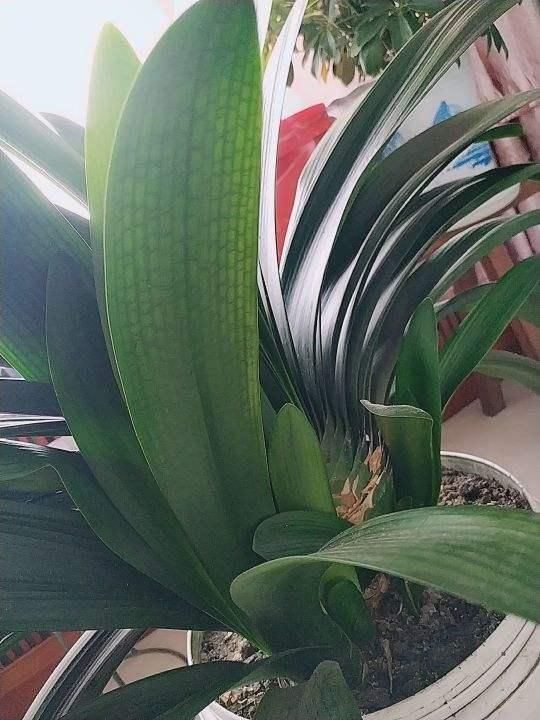 君子兰能不能开花,主要看这3点,全都符合才能开