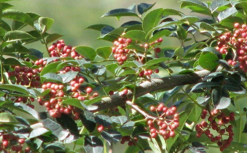 止痛|花椒温中散寒、除湿止痛,农民种植花椒如何增产增收,只需四点