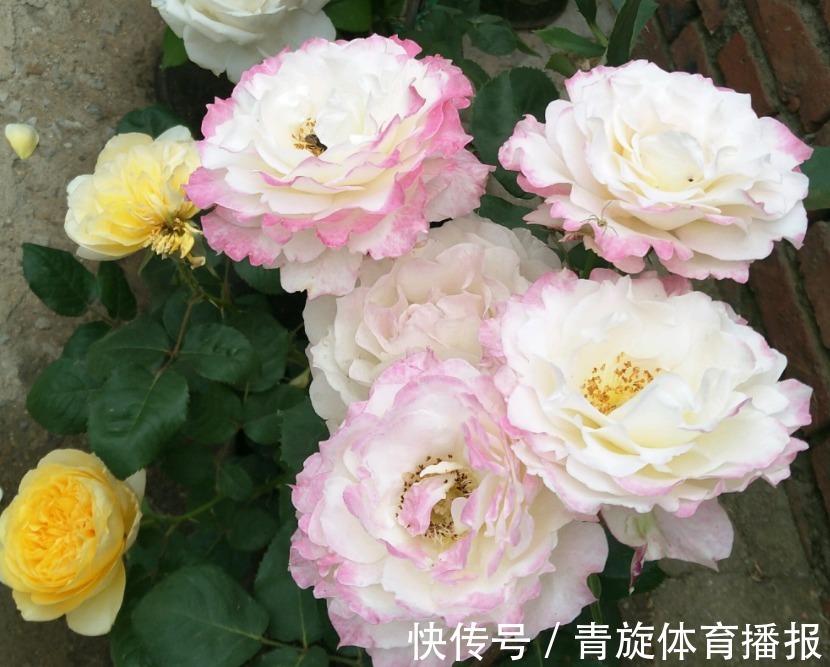 浓香高颜值月季，六翼天使，阳台盆栽抓住4点，分支多开花勤