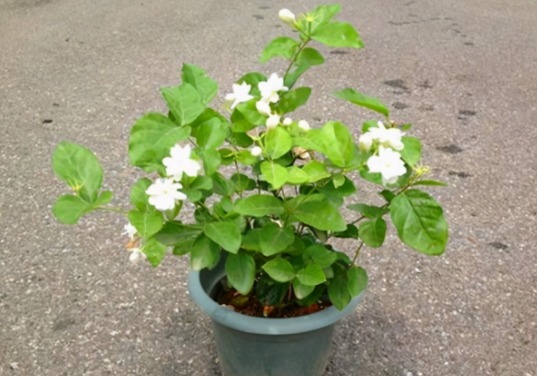 别再烦恼养花养不好了,用这3款“营养水”,叶绿开花多长得旺