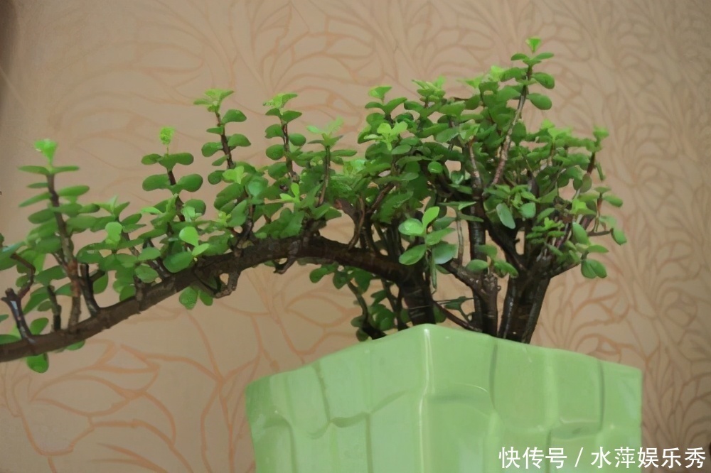 修剪|金枝玉叶总是养不活,那是你方法不对,这6种方法一定要学会