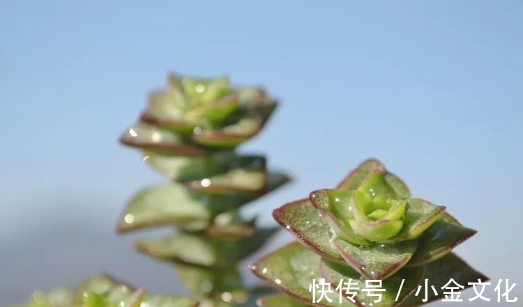 以阳光为滤镜,蓝天为背景,期待拥抱春天,拥抱自然!