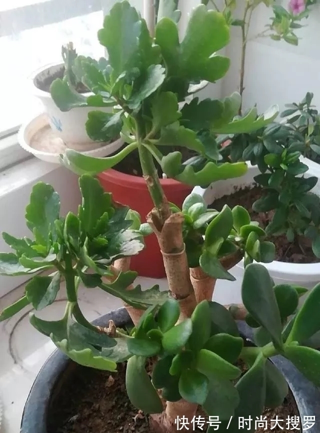 养长寿花，用这法，1年就能成老桩，开满五色花，独特又吉祥