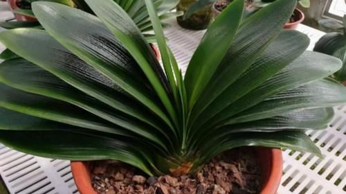 拿这4样“颗粒”养花，预防烂根问题、增肥，切记注意“分寸”