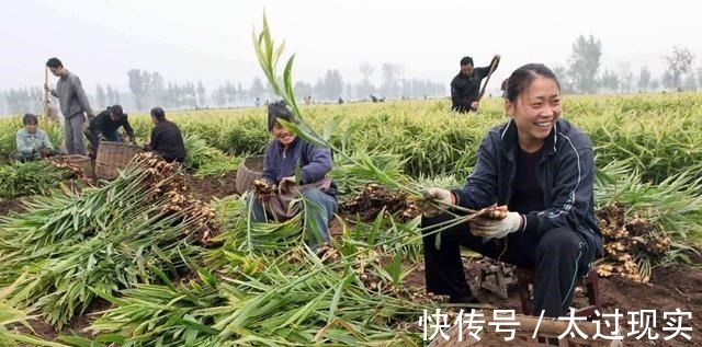 荷叶|生姜加它这样喝,等于运动半小时,隔天排黑臭宿便,体重悄悄降!