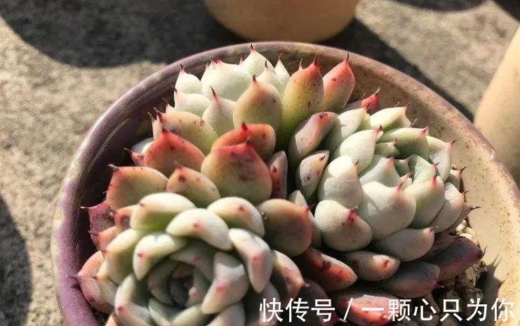 多肉浇水中的干透浇透原来是这么回事