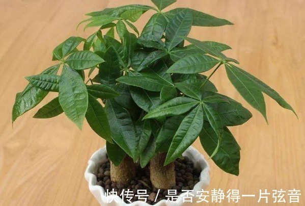 铜钱草|以下4种“转运”花，家里必须养一盆，旺运招财日子越过越好！