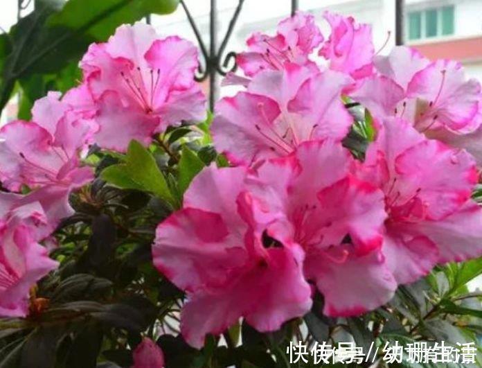 阳台上|4种花，堪称“开花机器”，随便一养开满盆，繁花似锦！