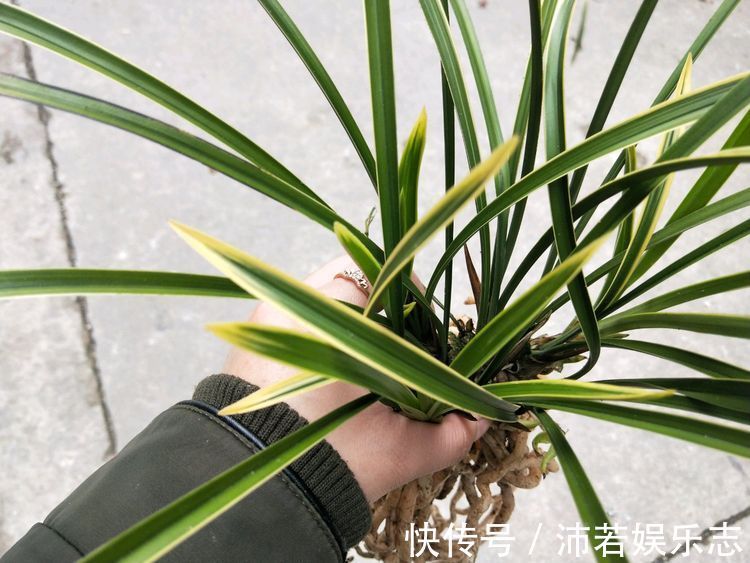 宠爱|喜欢养玫瑰，就试试“优良名品”宠爱小姐，色泽光亮，极为少见！