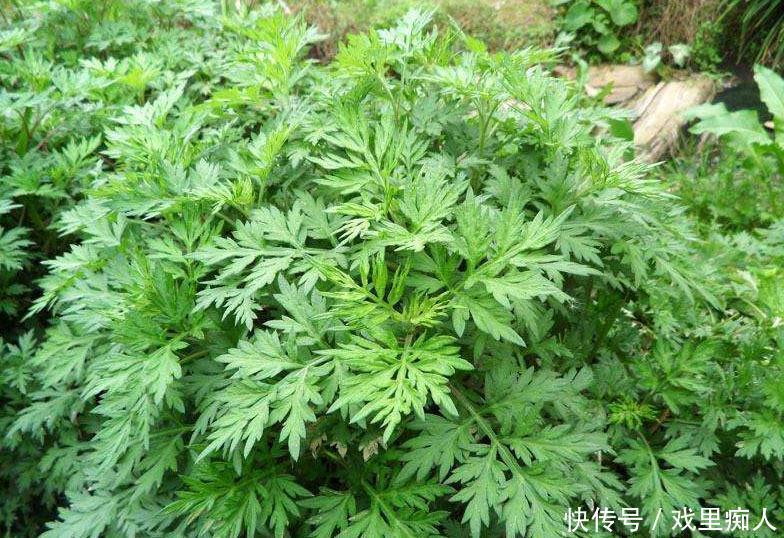 找上门来|女性睡前,把艾草敷肚脐里,坚持一段时间,3大好处找上门来