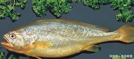 家常熬黄|黄花鱼的做法大全 黄花鱼的营养价值有哪些