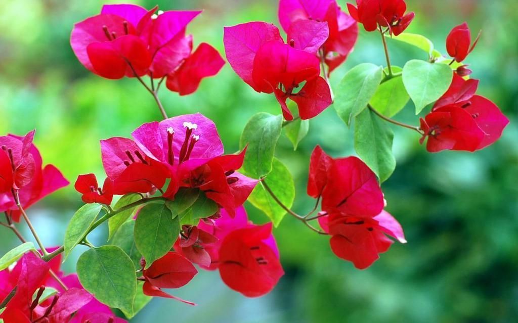 初冬扦插的三角梅,做好这两点,平稳度过一冬天