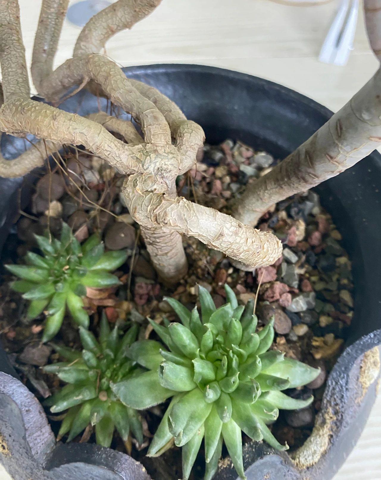 如何把多肉养成老桩,一看就价格不菲