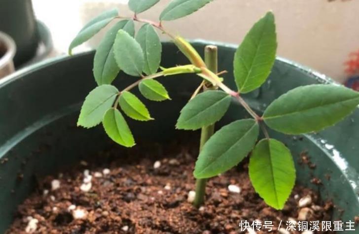 扦插好方法养花繁殖下一代,试试这3招,简单好使