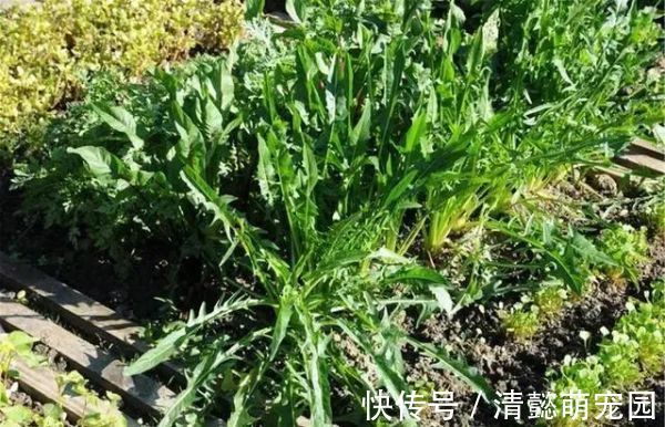 排毒|蒲公英，被称为“药草皇后”，请记住“6功效、7搭配、8禁忌”