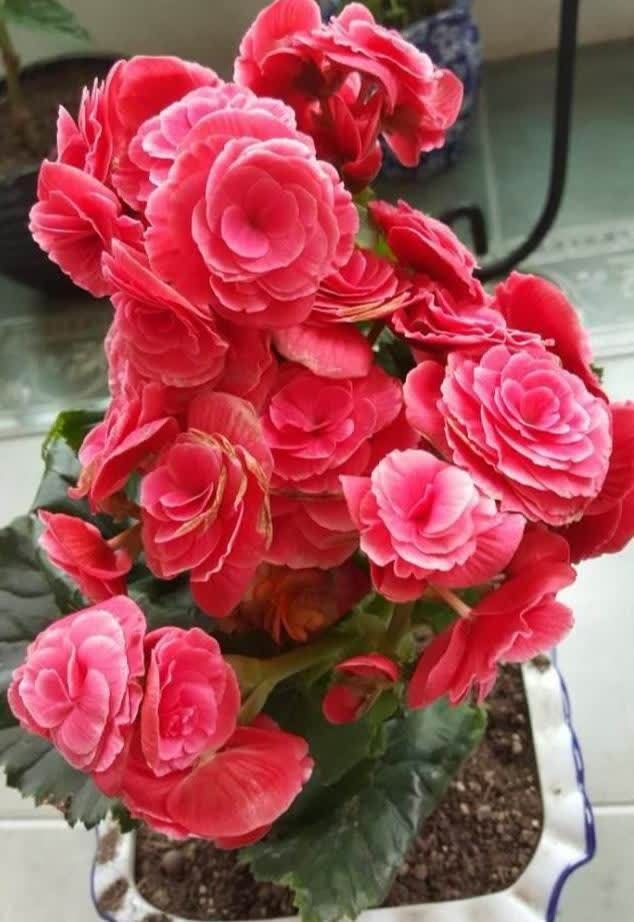 南方养花，避开“冷凉花”，买了也白花钱，天一热就枯了