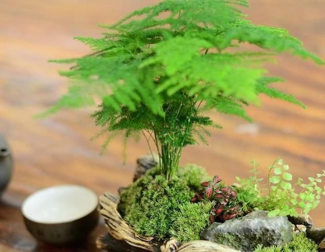 文竹有“三怕”,避开生机勃勃,撒欢长猛窜芽,养成苍劲小老桩